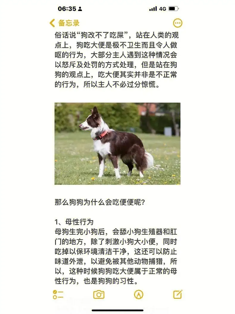 边牧不好养在哪里(边牧养不了该怎么办送人吗?)