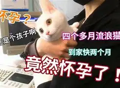 四个月小猫会怀孕吗(4个月的猫会不会怀孕)