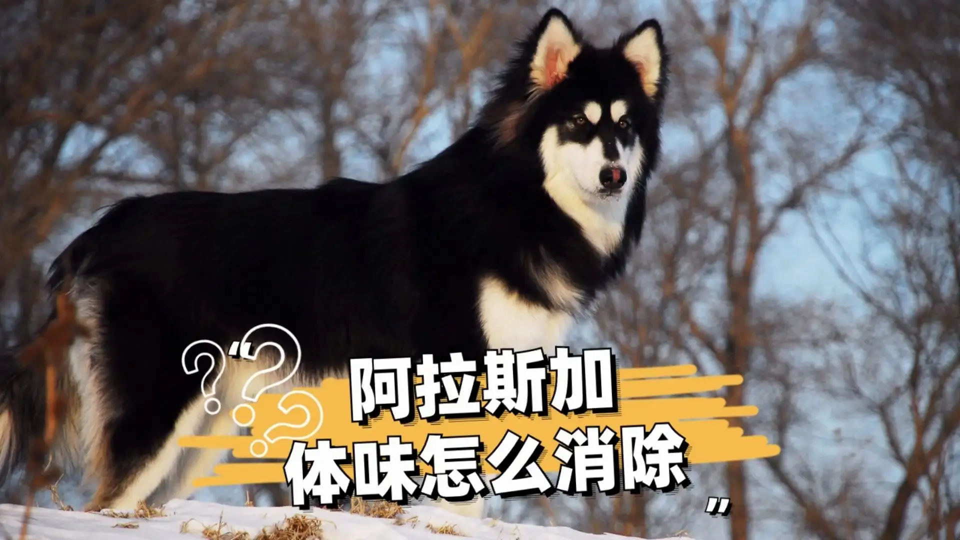 巨型阿拉斯加犬寿命(巨型阿拉斯加犬寿命有多长)