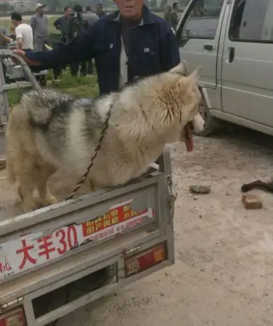 多少钱一只小哈士奇(多少钱一只小哈士奇幼犬)