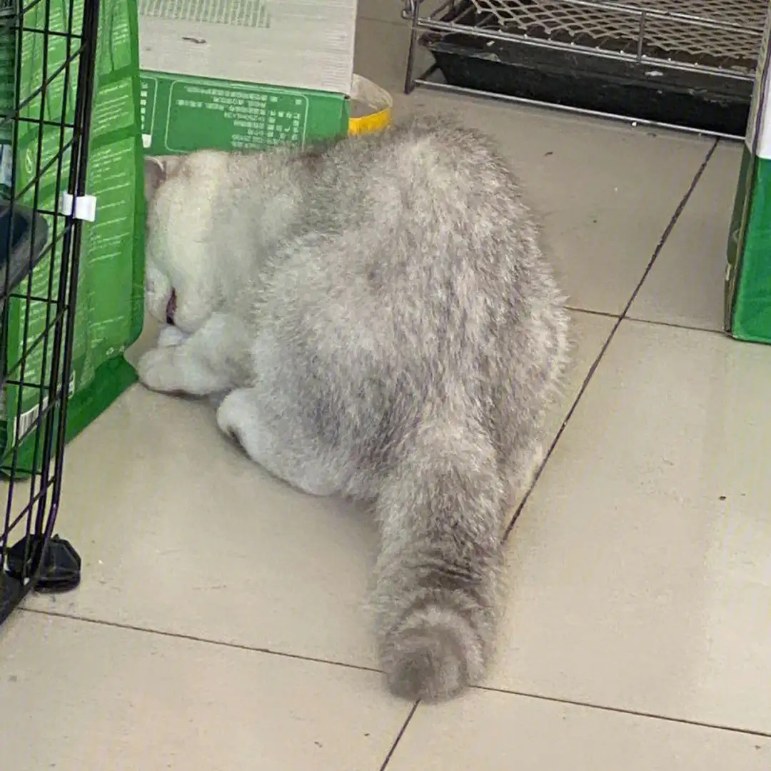 猫尾巴长是什么品种(猫猫尾巴长是什么品种)