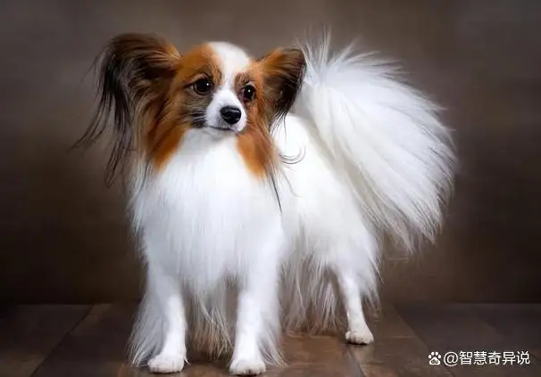 狗的品种小型犬(狗的品种小型犬长毛)