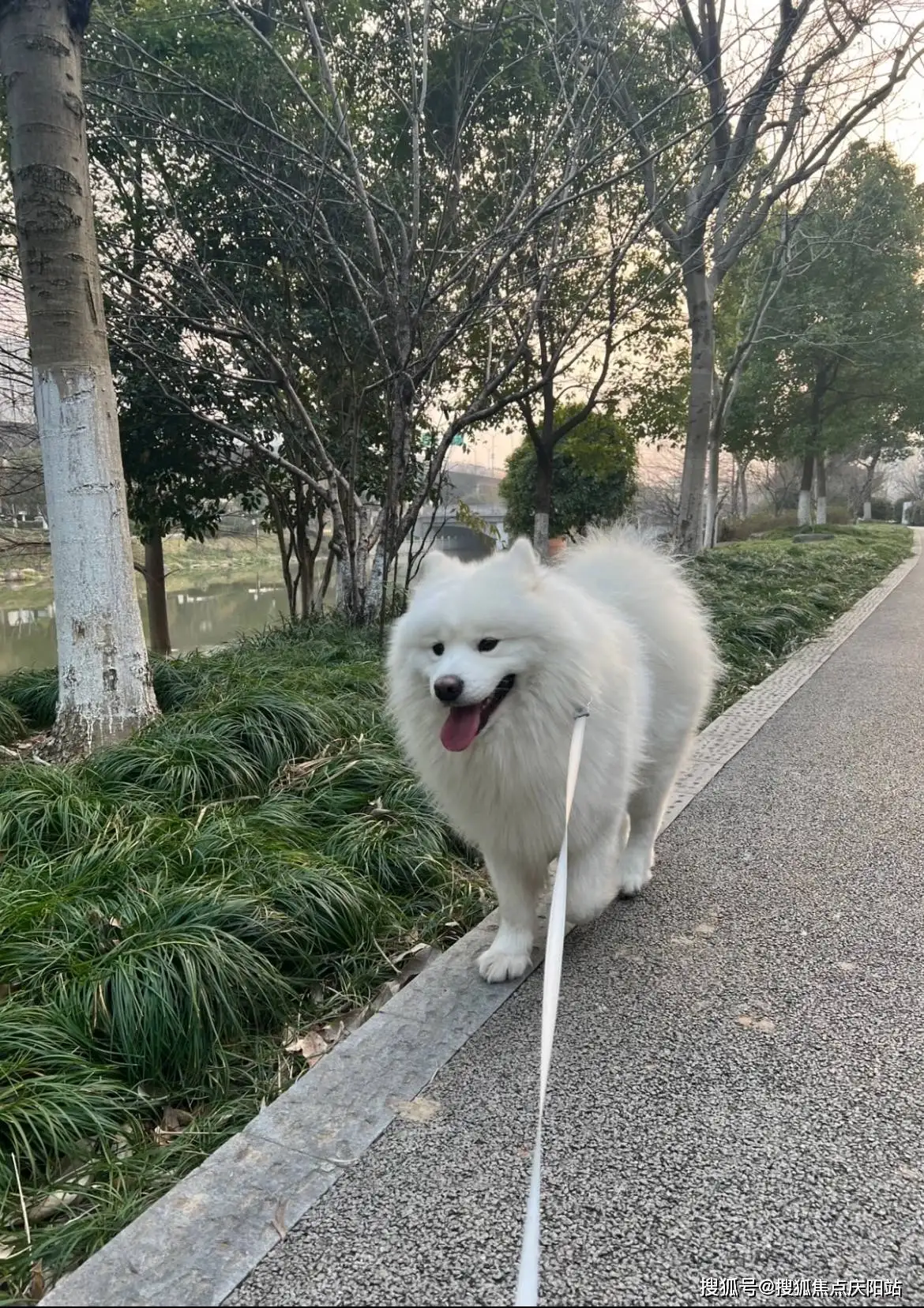 一只萨摩耶犬幼崽多少钱(一只萨摩耶犬幼崽多少钱啊)