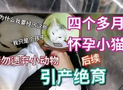 四个月小猫会怀孕吗(4个月的猫会不会怀孕)