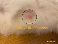 小猫怀孕多久肚子隆起(猫咪怀孕多久肚子会鼓起来)