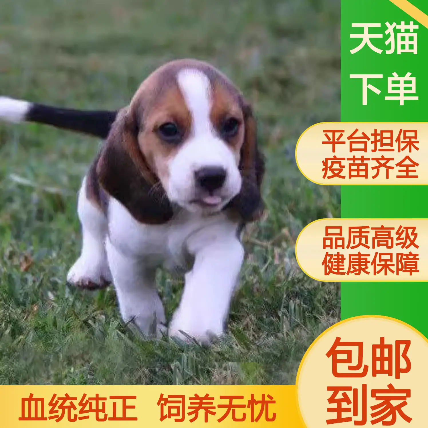 比格犬小型犬(比格犬纯种价格)