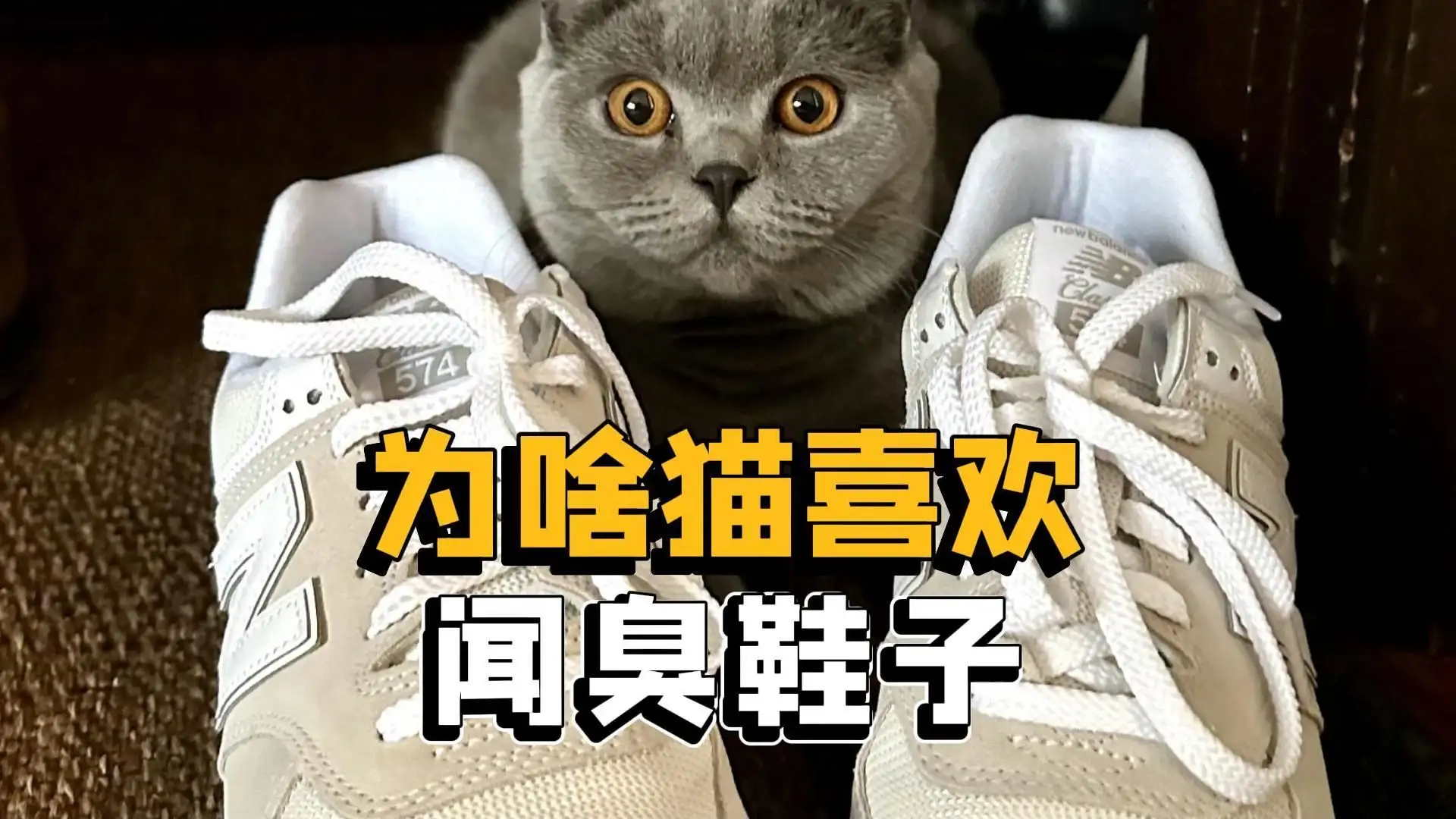 猫咪喜欢臭味吗(猫咪喜欢闻香味吗)