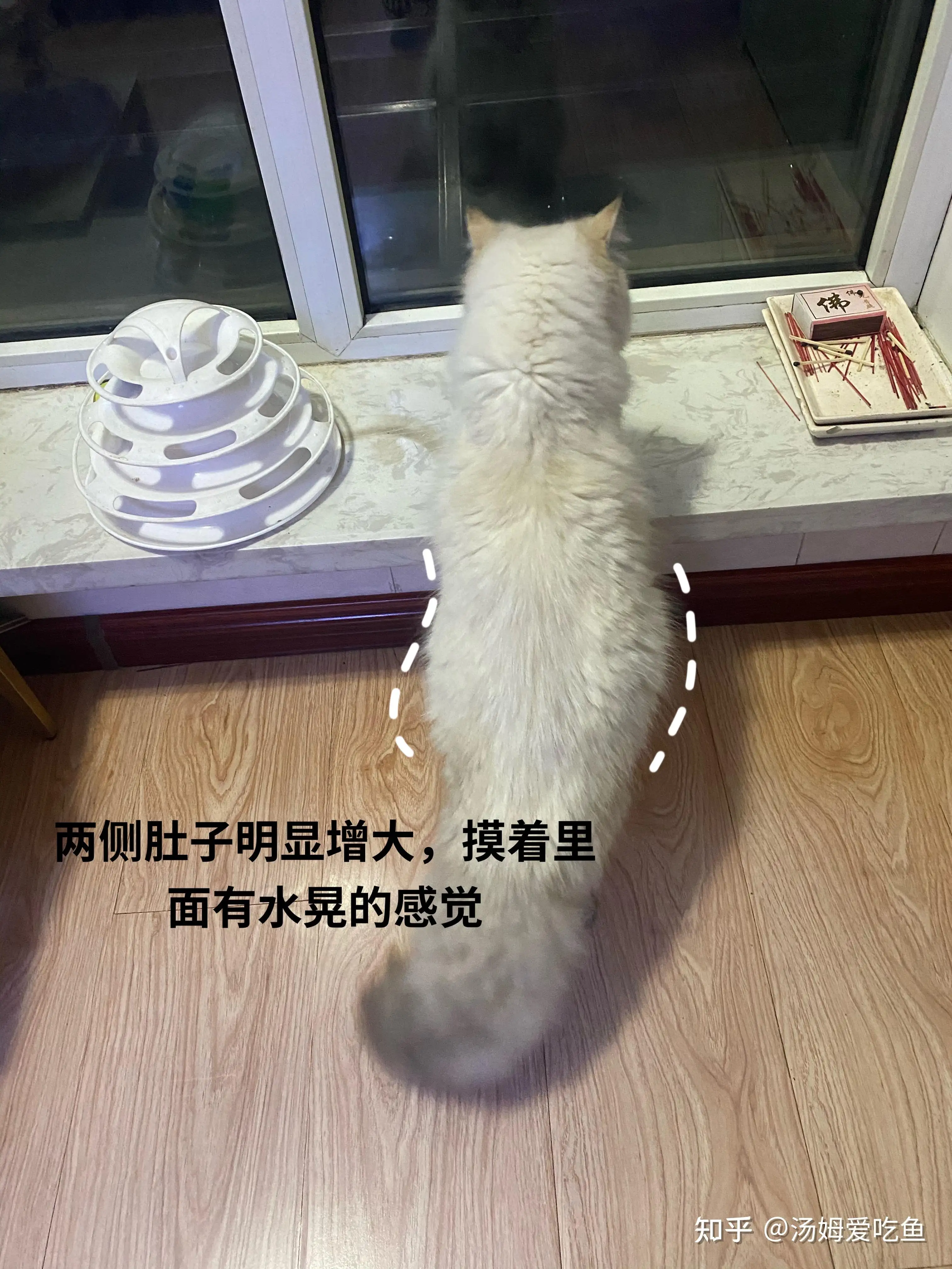 猫传腹最简单的治疗(猫传腹最简单的治疗药)