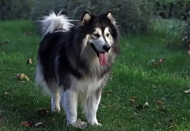 阿拉斯加是大型犬吗(阿拉斯加是超大型犬吗)