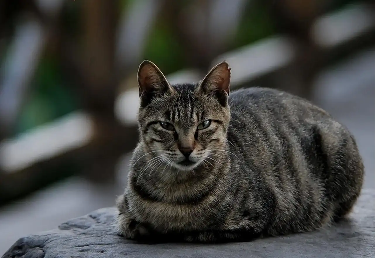 不容易生病的猫咪品种(不容易生病的猫咪品种排行)