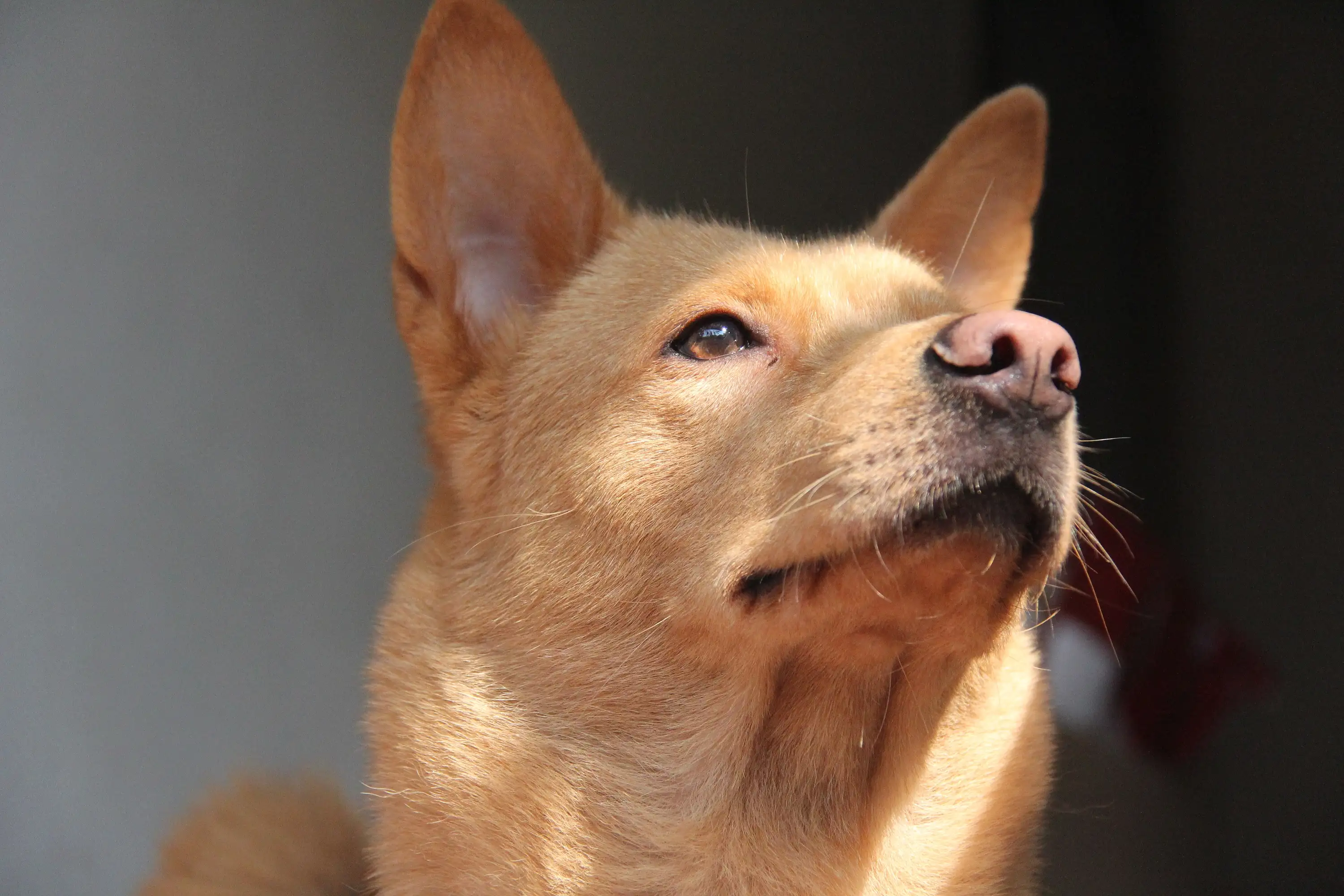 中华田园犬叫什么(中华田园犬叫什么名字好听公狗)