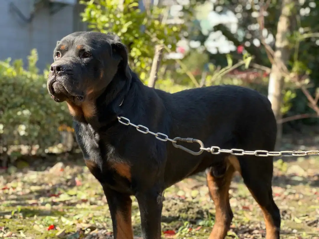 罗威纳犬好养吗(罗威纳和德牧哪个厉害)