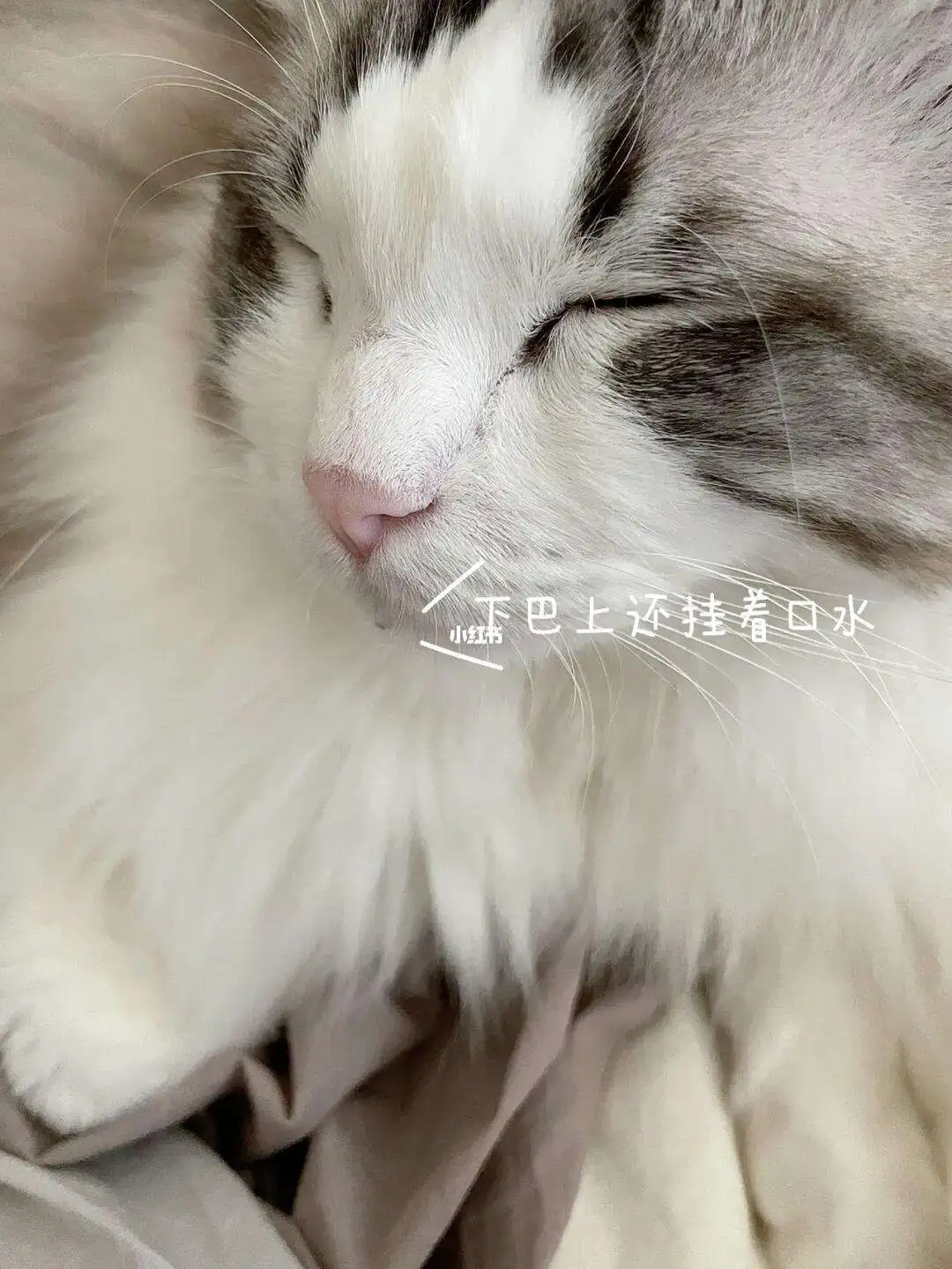 布偶猫流口水(布偶猫 流口水)