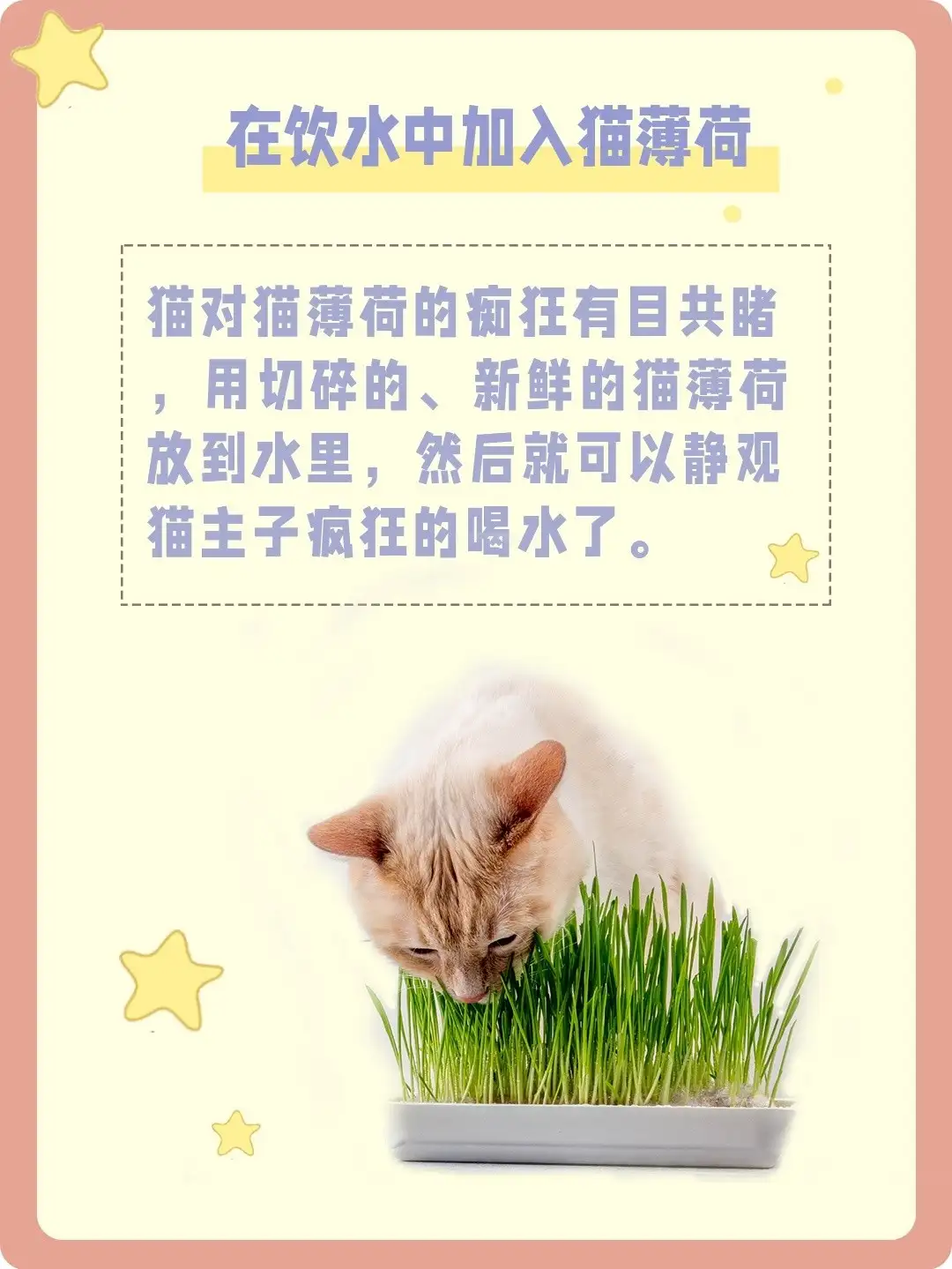 猫薄荷水可以给猫喝吗(猫薄荷水可以给猫喝吗有毒吗)