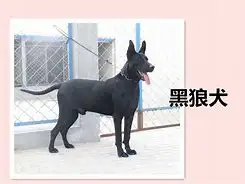 一只黑狼犬小狗多少钱(狗的品种黑狼多少钱一只)