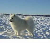 纯种萨摩耶雪橇犬(纯种萨摩耶犬价格多少钱一只)