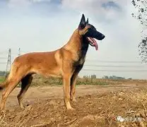 杜宾犬犬价格多少钱一只的简单介绍