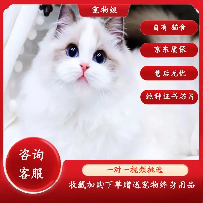 布偶猫幼猫多少钱(布偶猫幼崽价格最低)