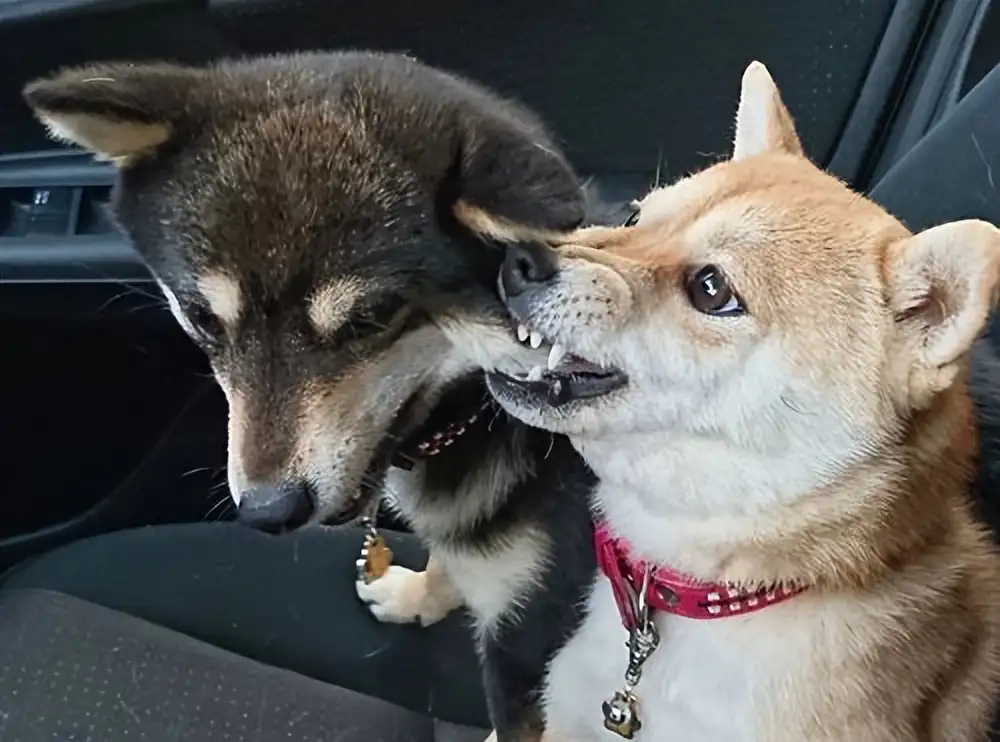 日本秋田犬价格多少钱一只(日本秋田犬价格多少钱一只幼犬)