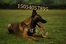 黑红马犬多少钱一只幼犬的简单介绍