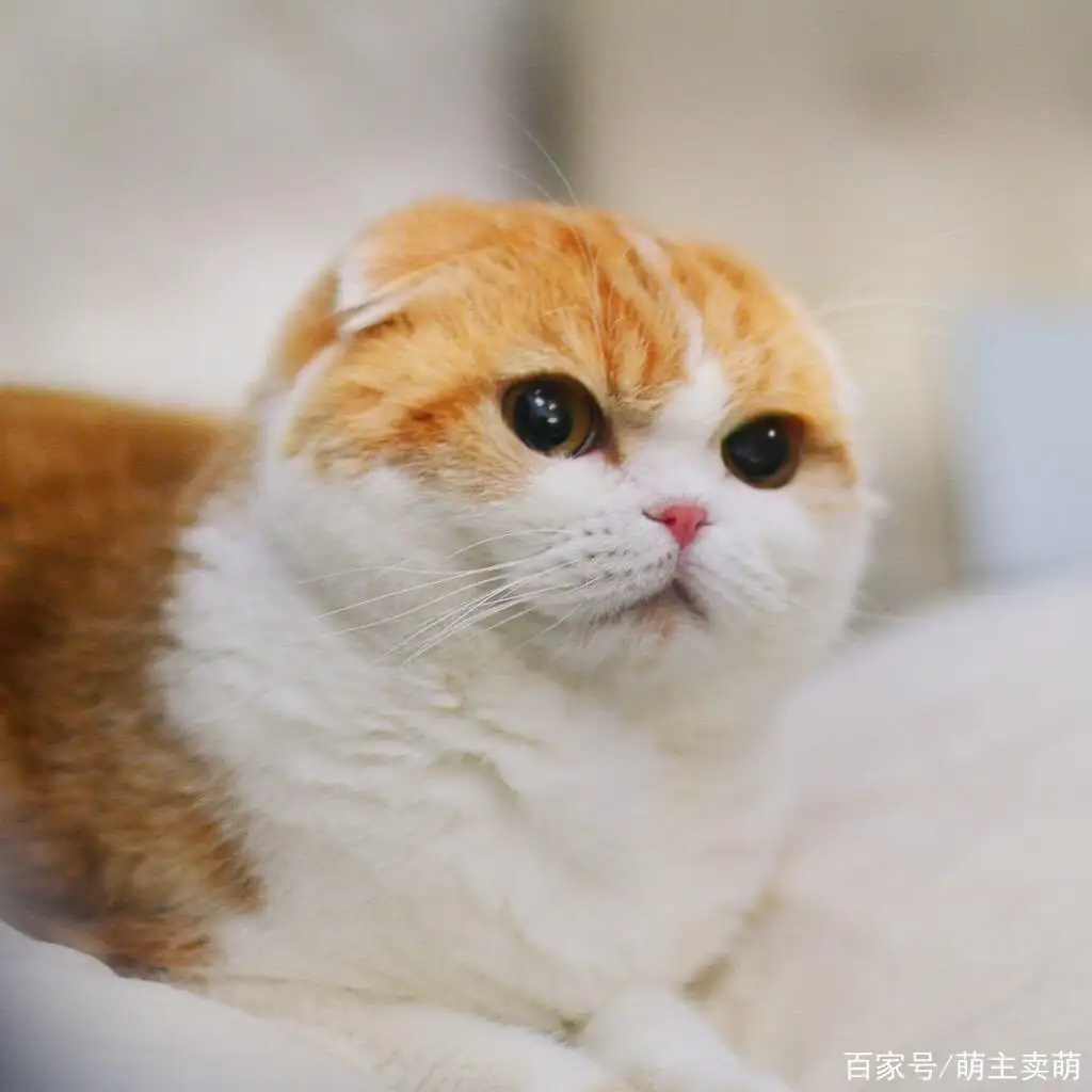 大耳朵的猫是什么品种(大耳朵猫是什么品种图片大全)