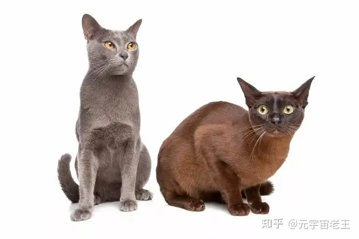 常见的猫的品种及价位(常见的猫的品种及价位有哪些)