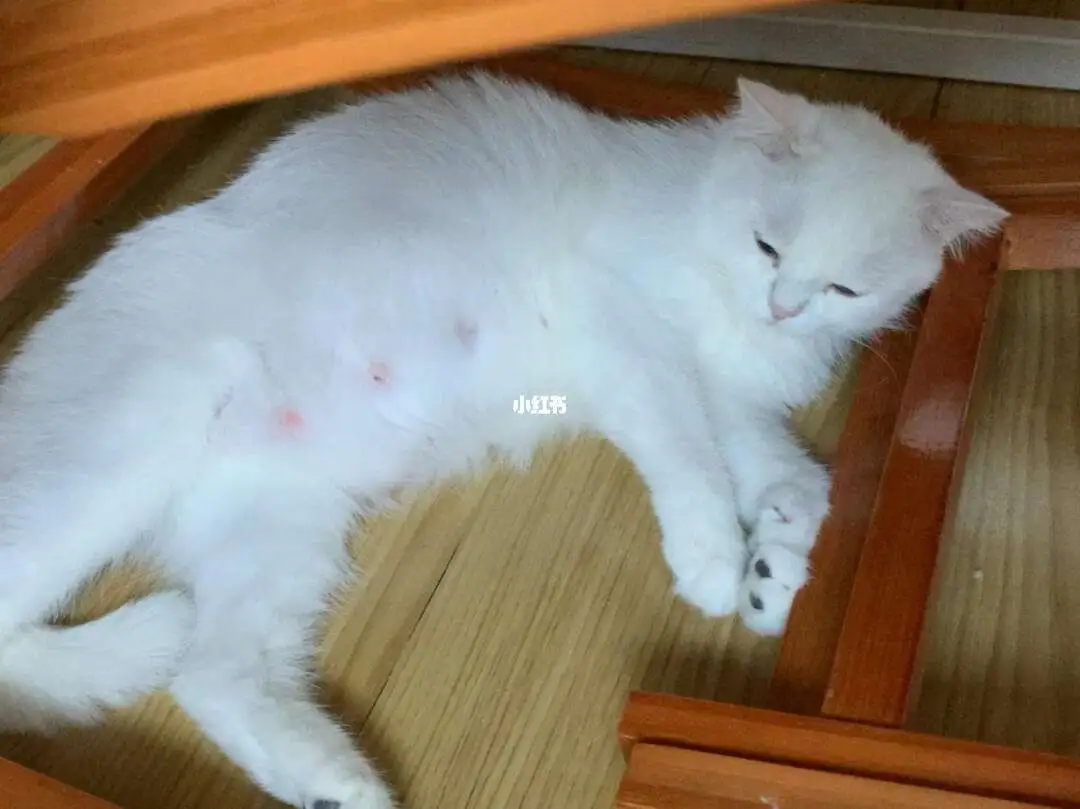 猫怀孕多久显肚子(猫咪怀孕多久开始长肚子)