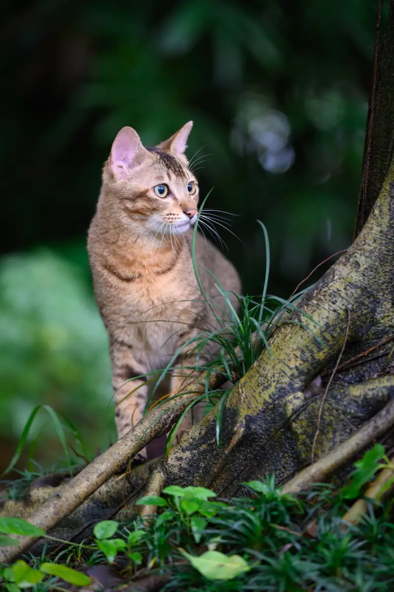 猫咪要(猫咪要生产前的症状)