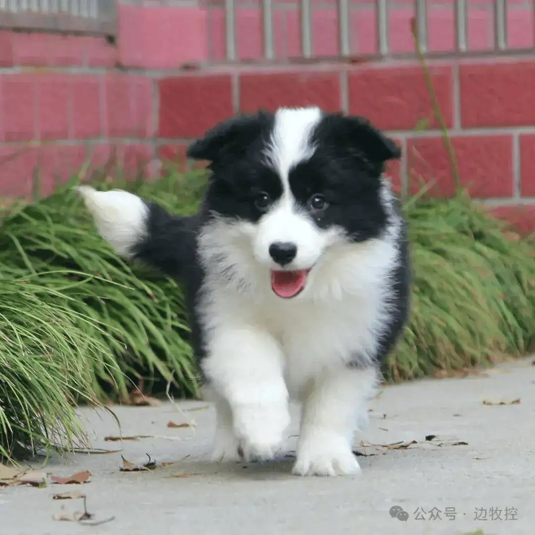 一只边境牧羊犬纯种价格多少钱(一只边境牧羊犬纯种价格多少钱啊)