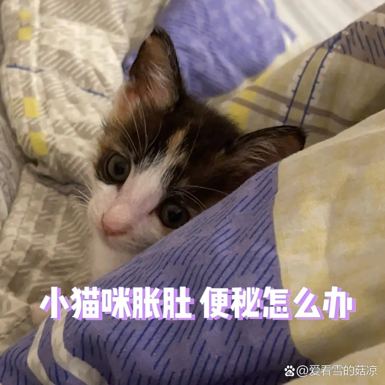 小猫咪便秘怎么办(小猫便秘是怎么回事)