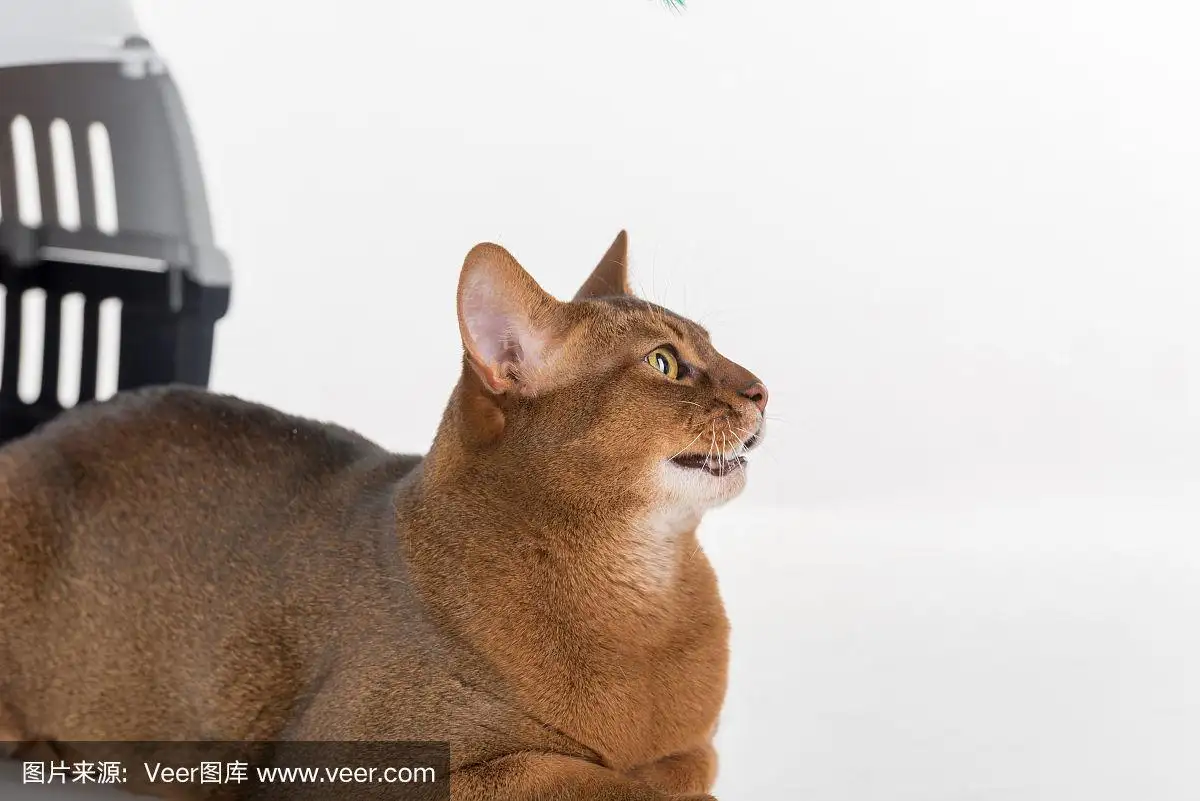 阿比西尼亚猫白色(阿比西尼亚猫白色稀有吗)