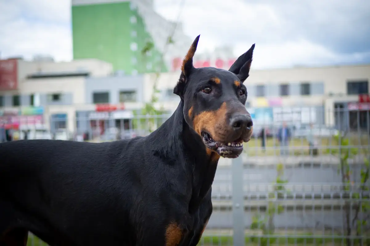 杜宾犬的种类(杜宾犬是什么品种的狗)