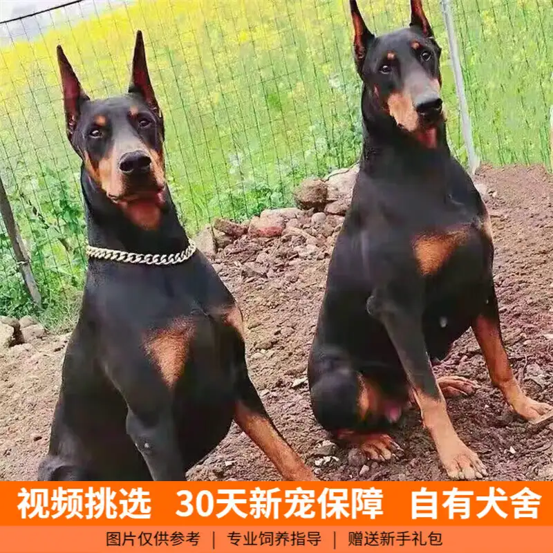 杜宾犬宠物狗多少钱(杜宾犬宠物狗多少钱一只)