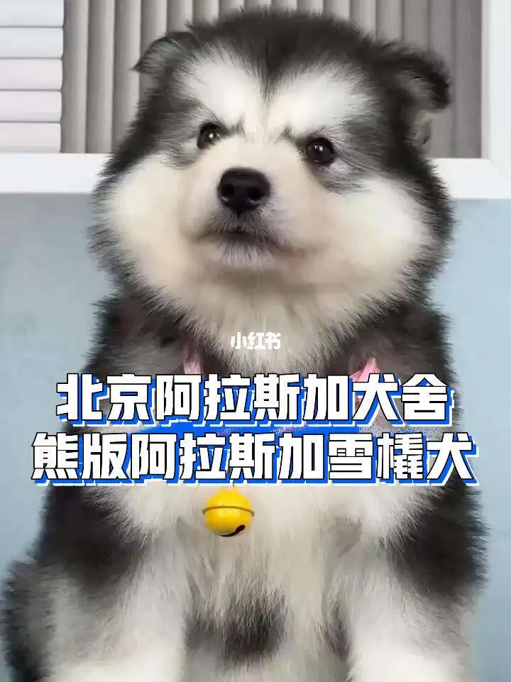 阿拉斯加熊版幼犬多少钱一只(阿拉斯加熊版幼犬多少钱一只啊)