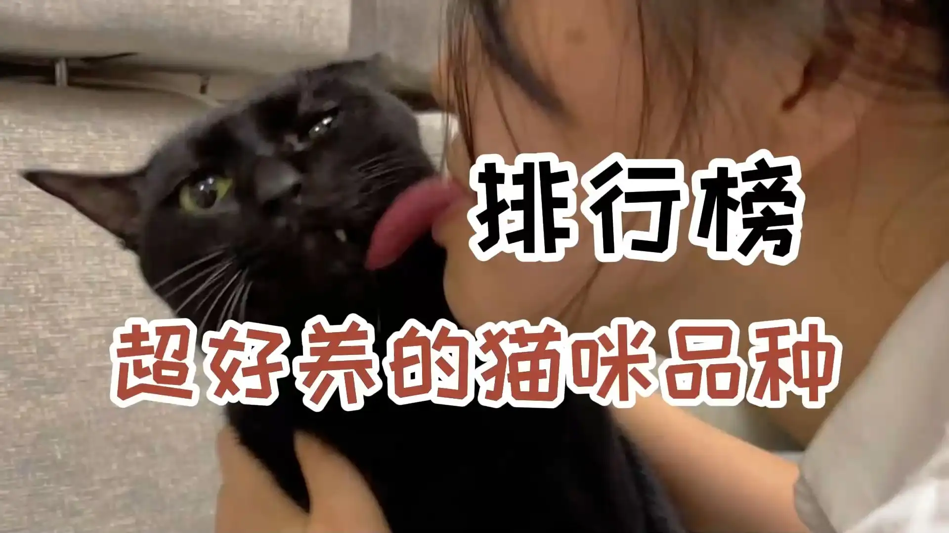 好养的猫猫品种(好养的猫猫品种有哪些)