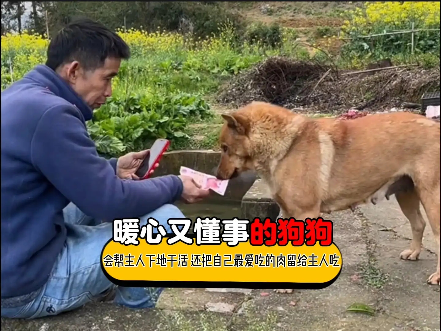 中华田园犬会咬自己的主人吗(中华田园犬会咬自己的主人吗图片)