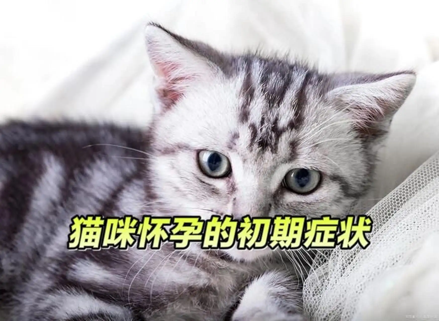 母猫9个月可以怀孕吗(母猫九个月能生小猫吗?)