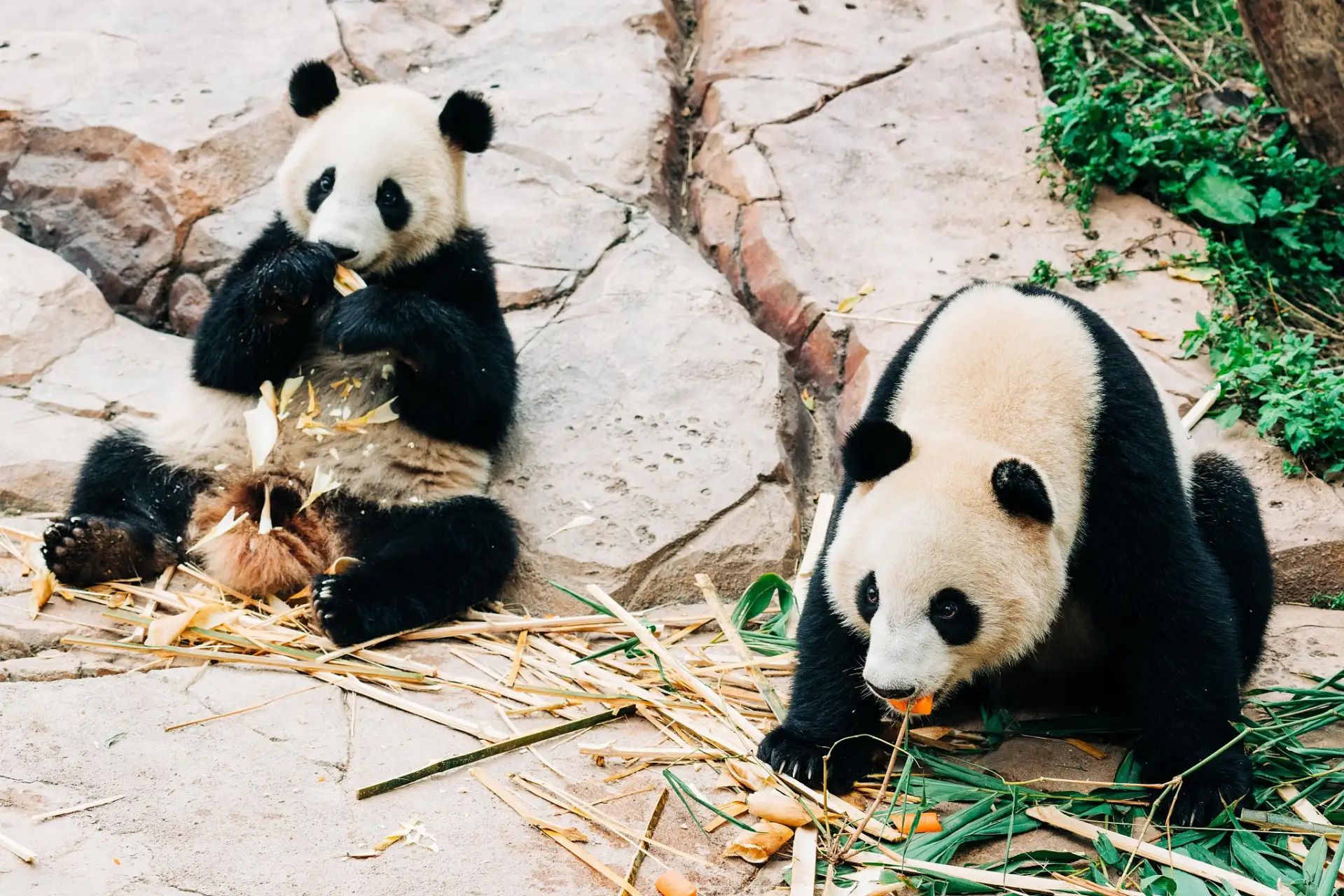 熊猫和熊的区别(熊猫和熊的区别是什么图片对比)