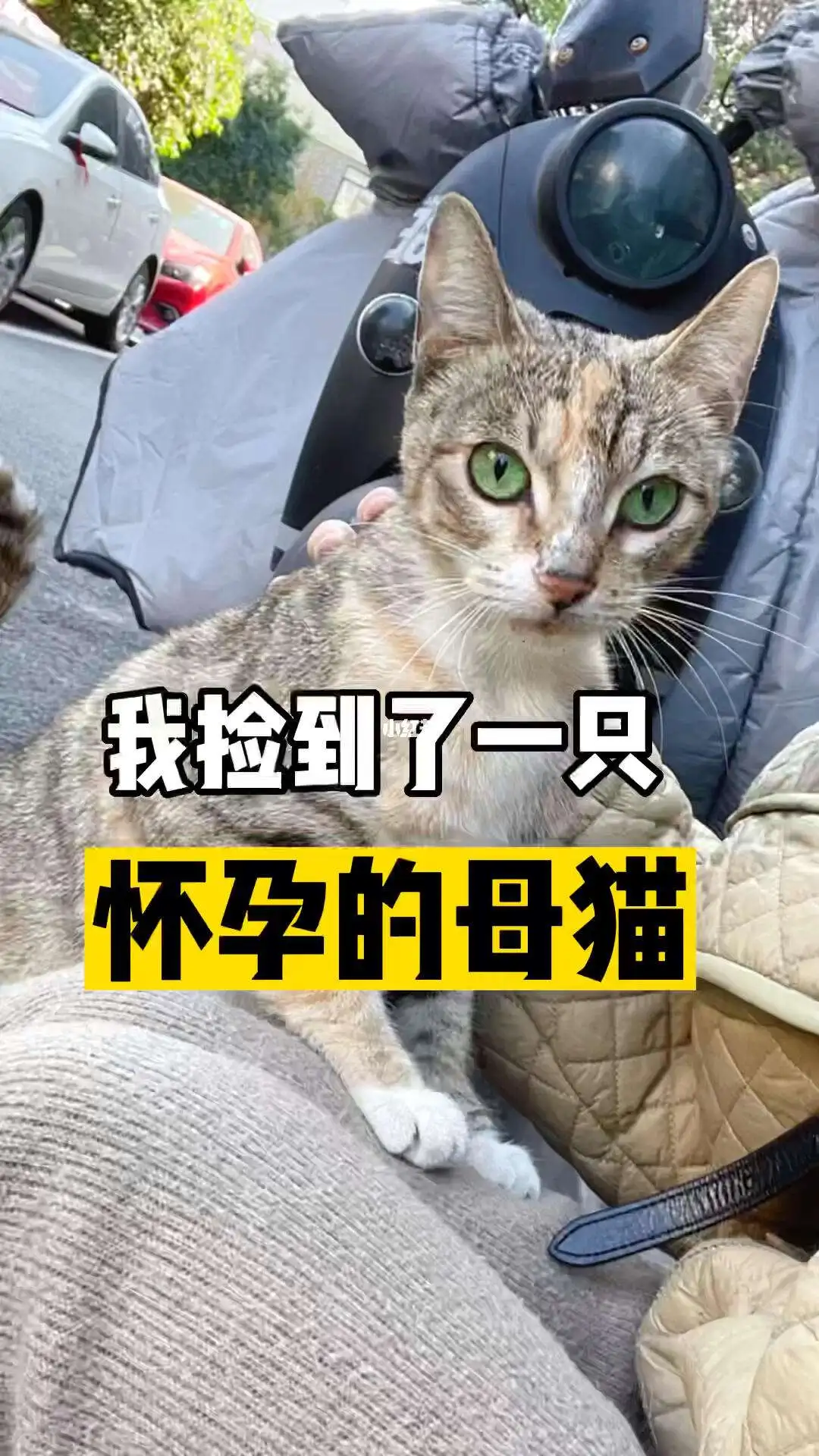 母猫9个月可以怀孕吗(母猫九个月能生小猫吗?)