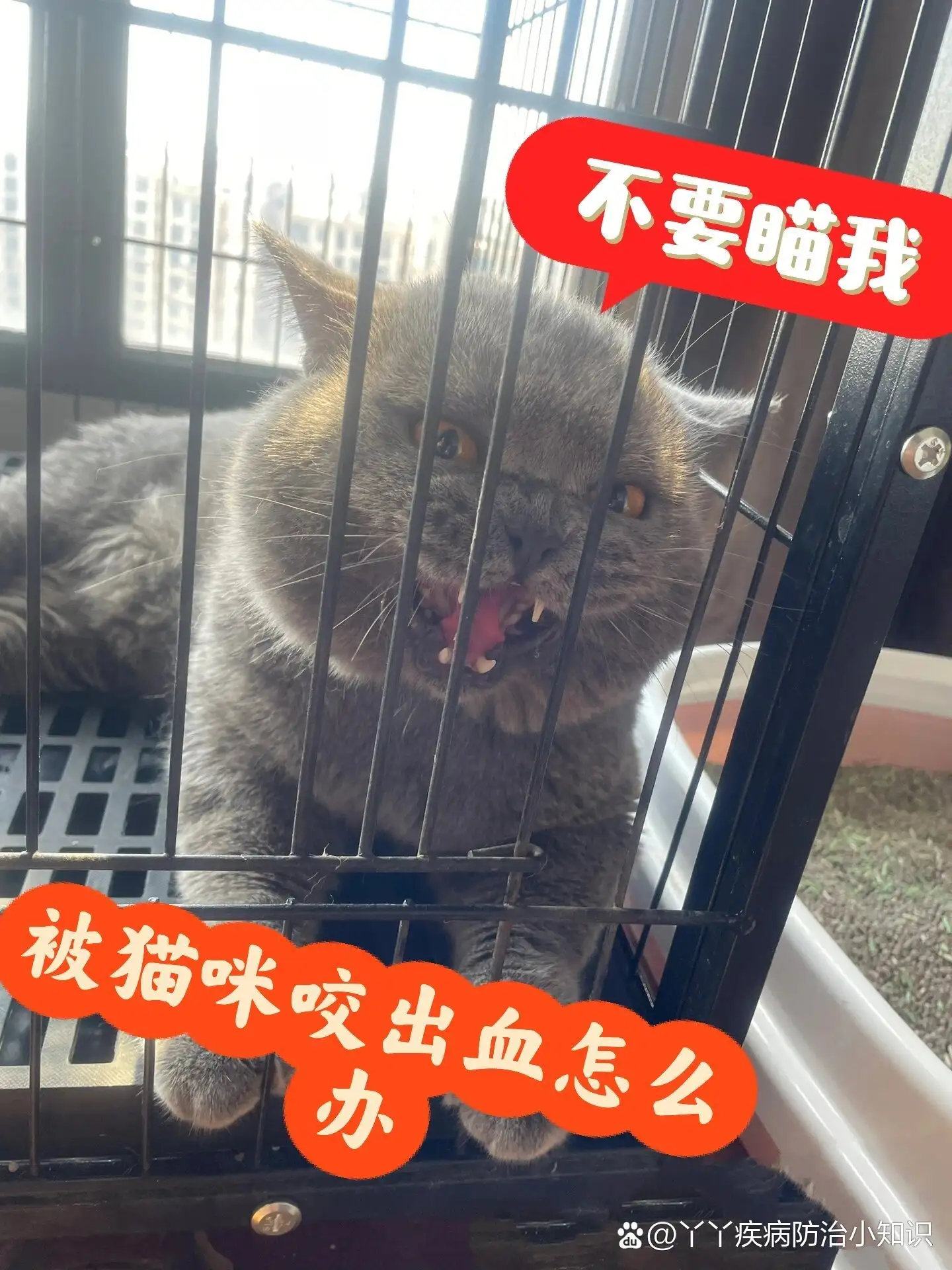 猫咪喜欢咬线怎么办(猫猫爱咬线吃什么原因)