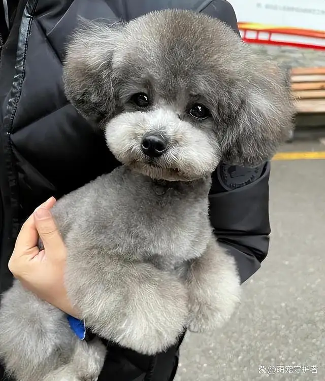 泰迪狗有多大(泰迪狗有多大的呢)