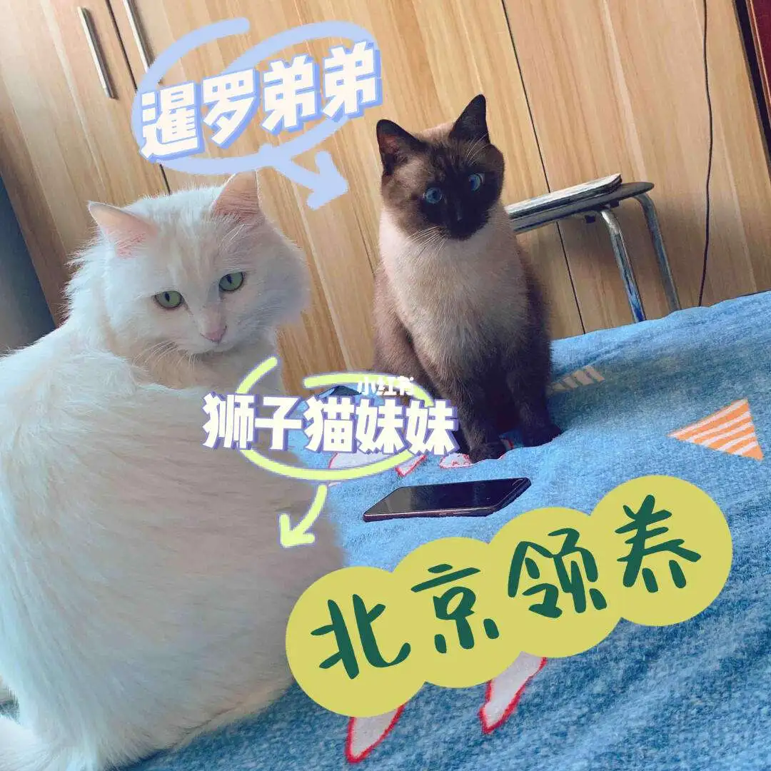 狮子猫公猫好还是母猫好(狮子猫公猫好还是母猫好养)