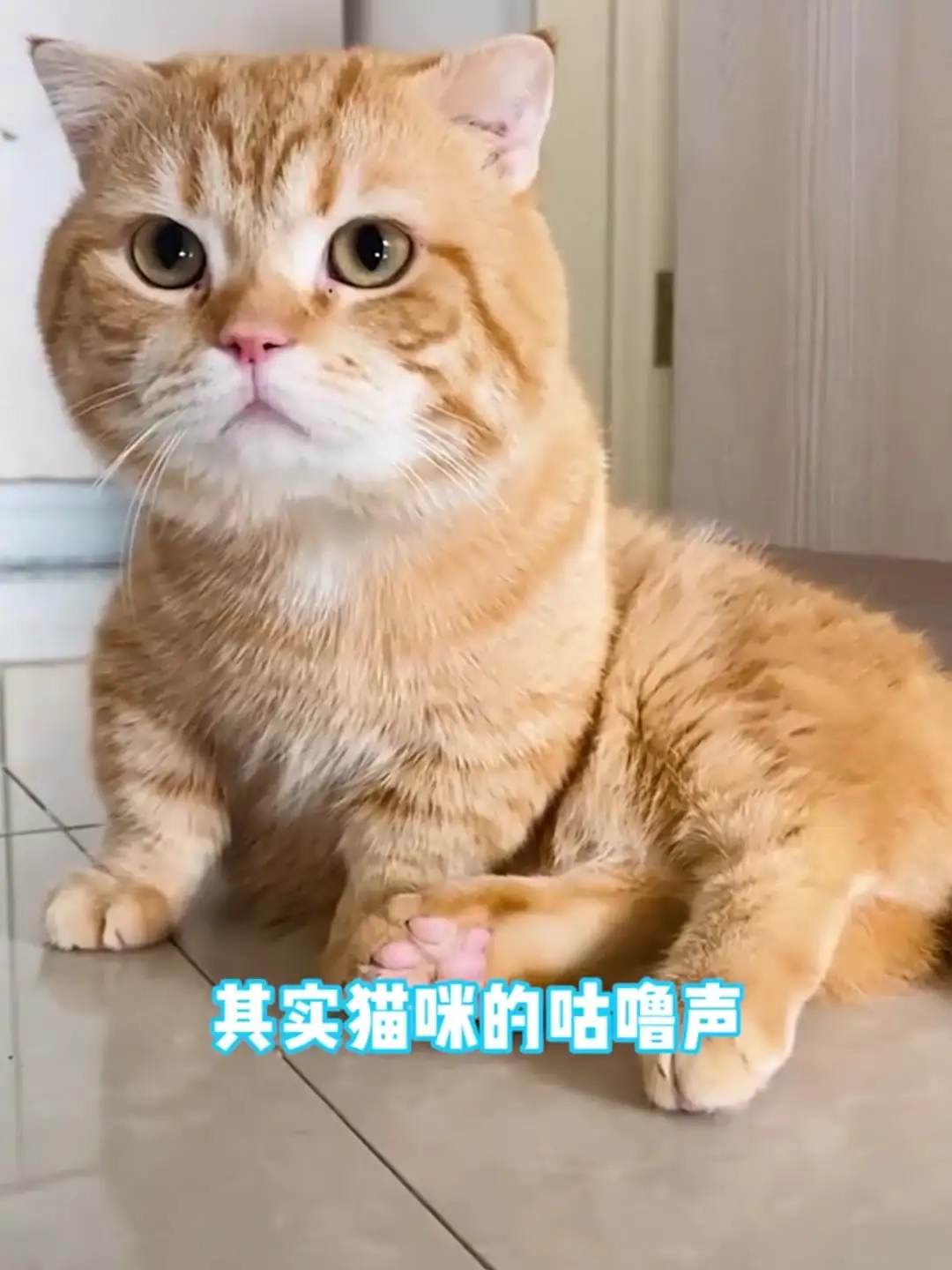 猫咪发出很长的叫声是什么意思(猫咪发出很长的叫声是什么意思啊)