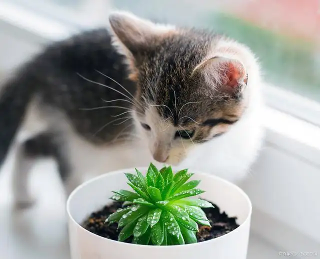 猫薄荷对猫来说相当于什么(猫薄荷对猫有什么好处和坏处?)