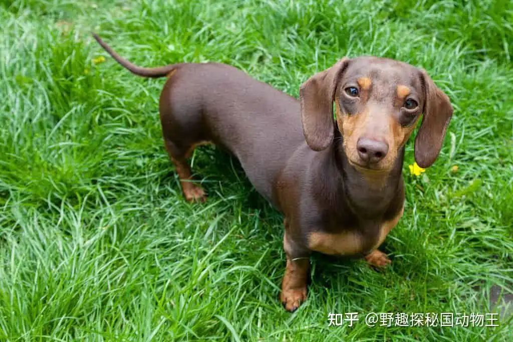 最受欢迎的小型犬排名(小型犬排名好一点十名以上)