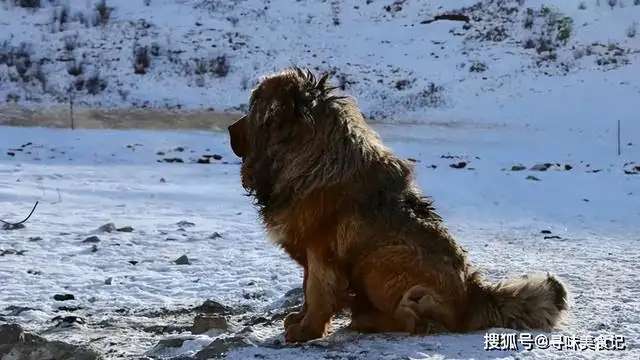 蒙古牧羊犬多少钱一只(内蒙古牧羊犬多少钱一条)