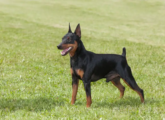 迷你杜宾犬16斤正常吗(迷你杜宾犬16斤正常吗图片)