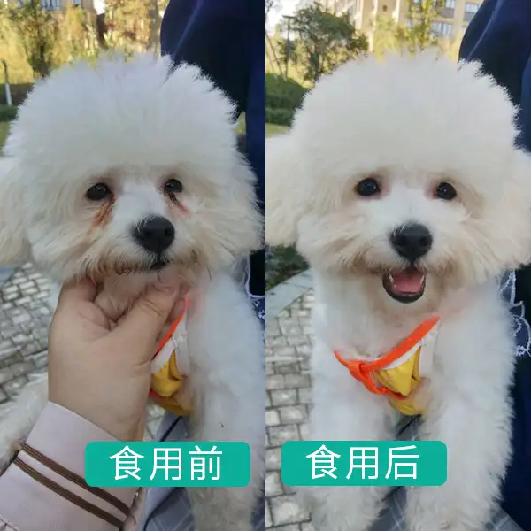 中国比熊犬多少钱一只(比熊犬多少钱一只幼崽便宜)