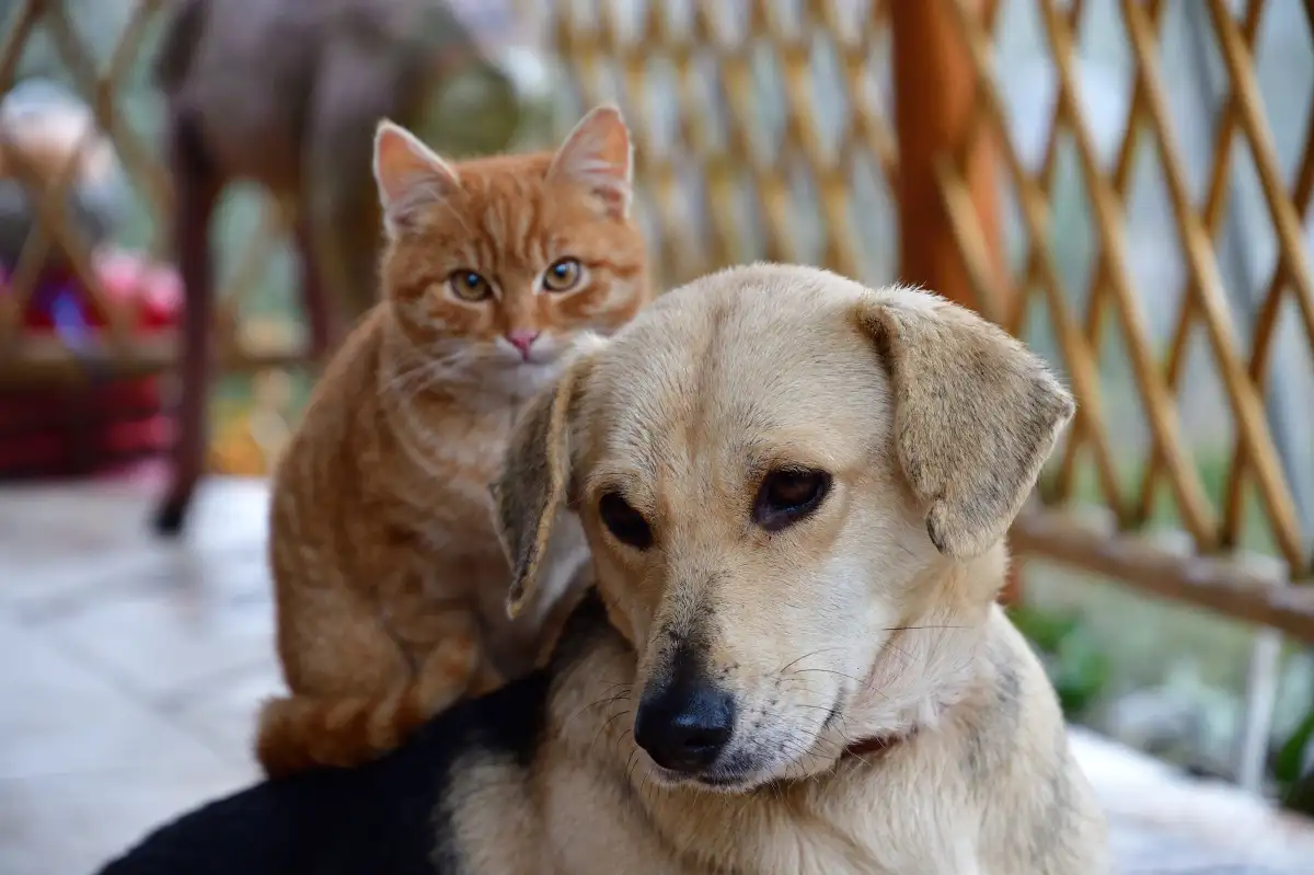 养猫和养狗哪个更好(养猫和养狗哪个更干净)