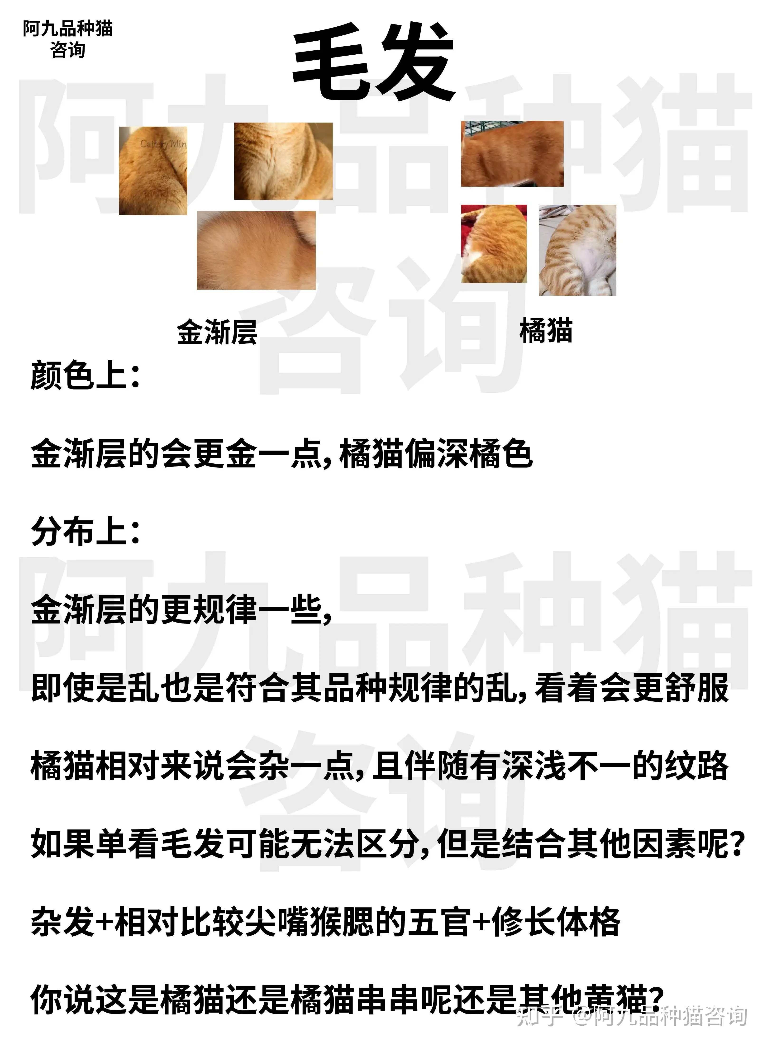 猫的品种咨询(我想知道猫的品种)